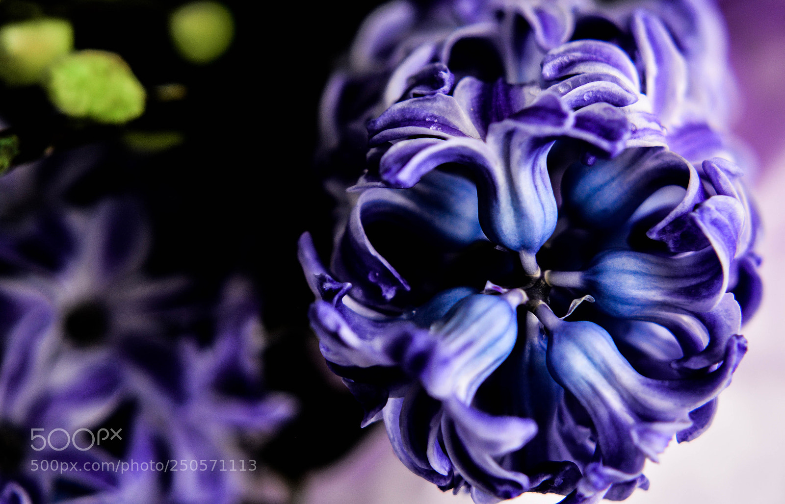 Nikon D5200 sample photo. Hyacínthus photography