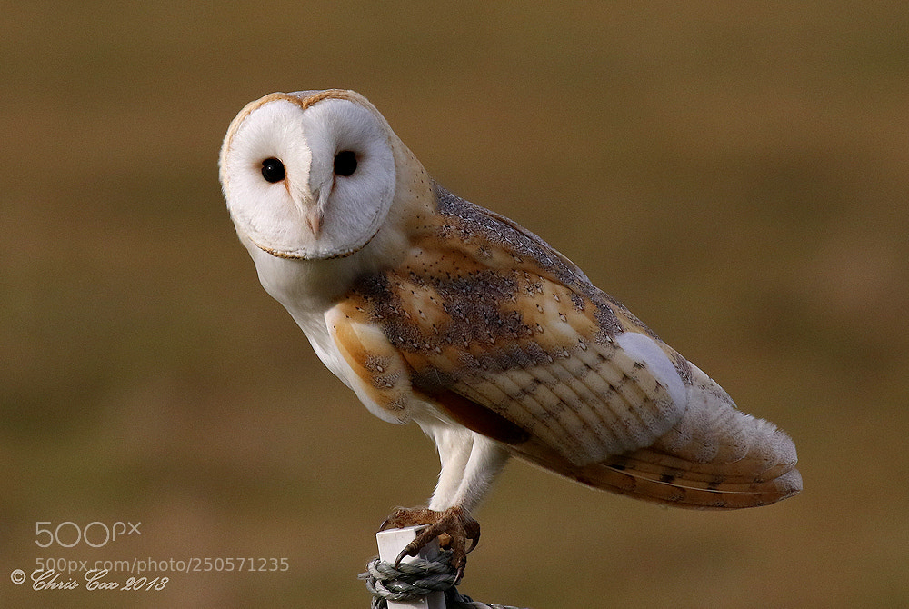Canon EOS 7D Mark II sample photo. Barn owl photography