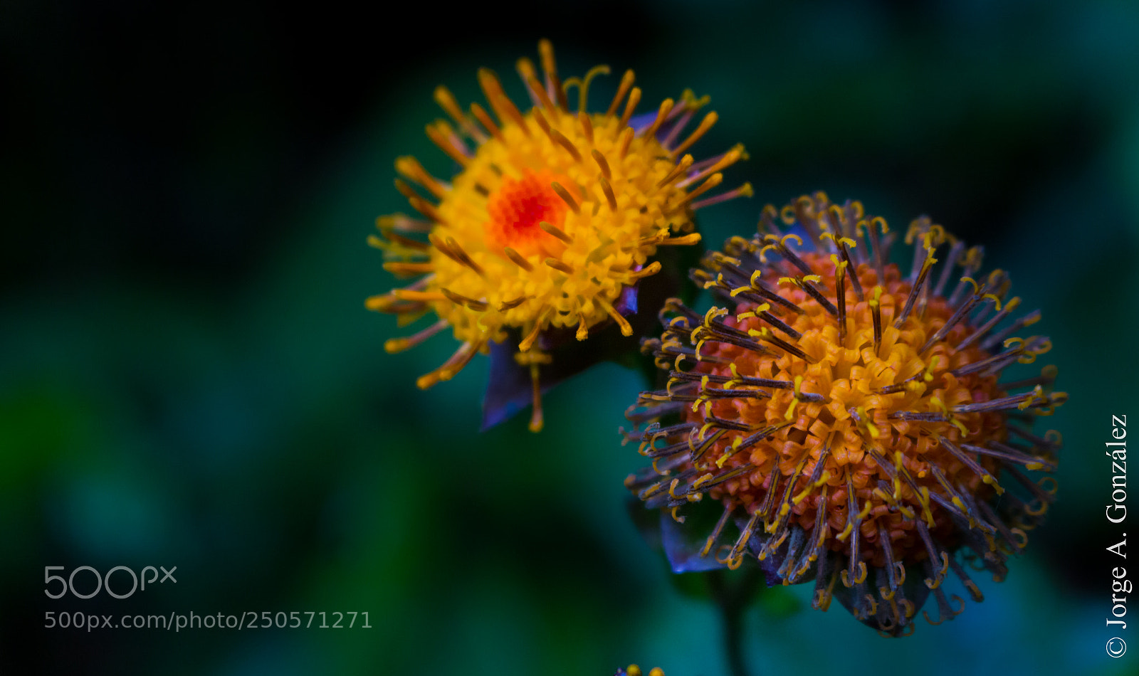 Canon EOS 700D (EOS Rebel T5i / EOS Kiss X7i) sample photo. Asteracea photography