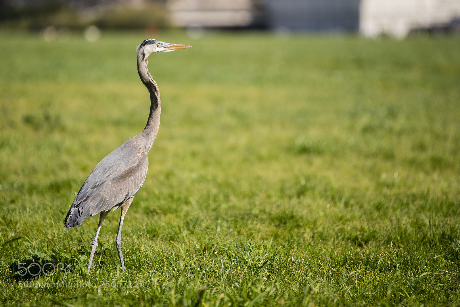 Nikon D800 sample photo. Grey heron 3 photography