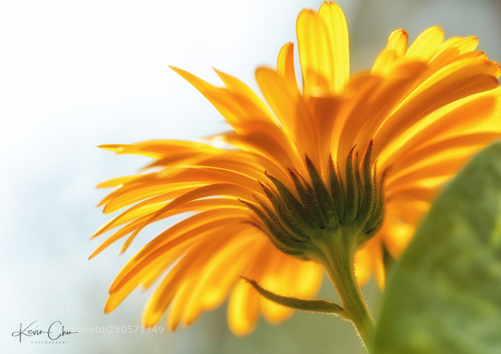 Canon EOS 5D Mark IV sample photo. Untitled photography