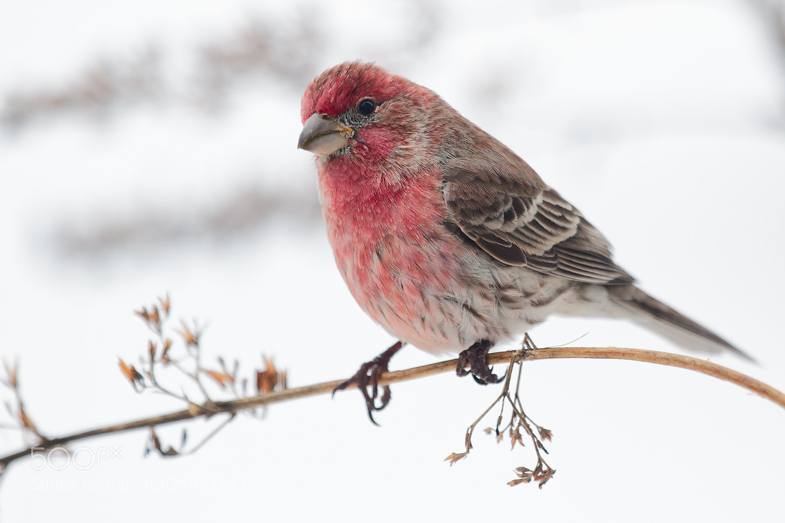 Canon EOS 7D Mark II sample photo. Male house finch photography