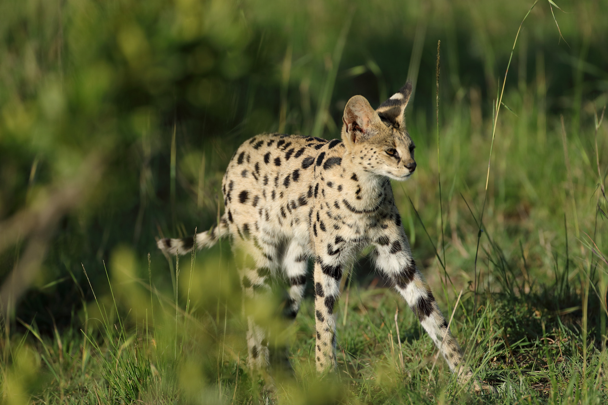 Canon EOS 5D Mark IV + Canon EF 500mm F4L IS USM sample photo. Serval photography