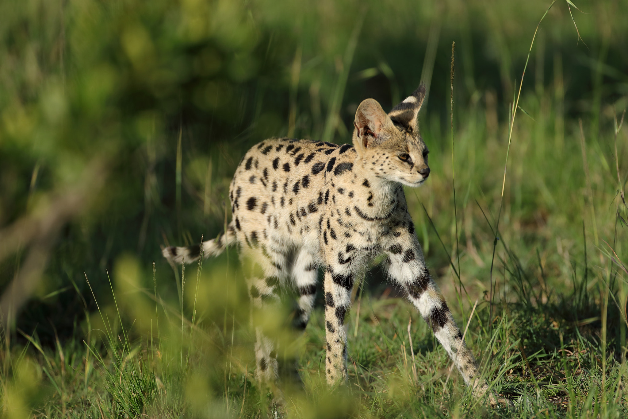 Canon EOS 5D Mark IV sample photo. Serval photography