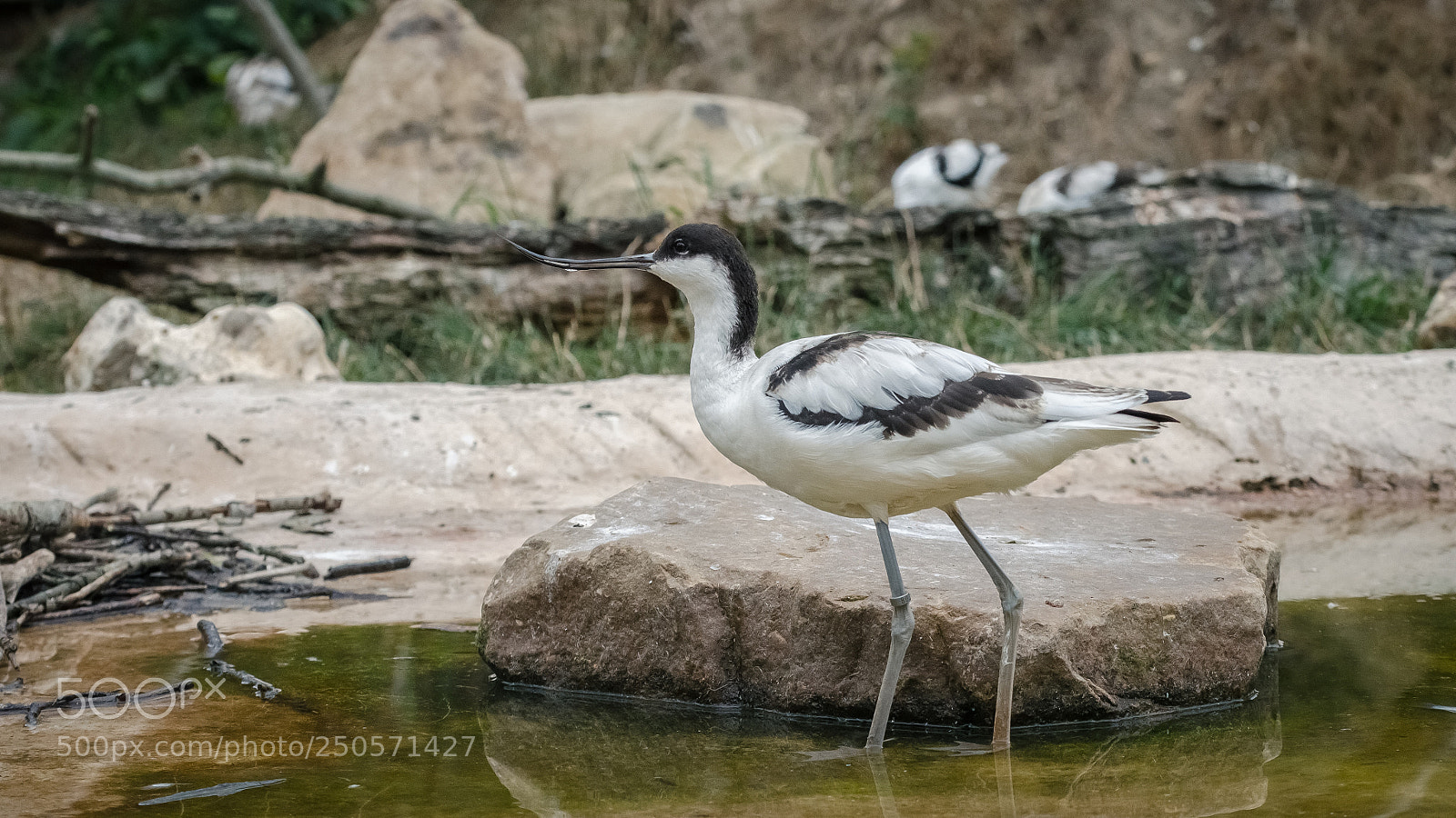 Nikon D5100 sample photo. Avocette élégante photography