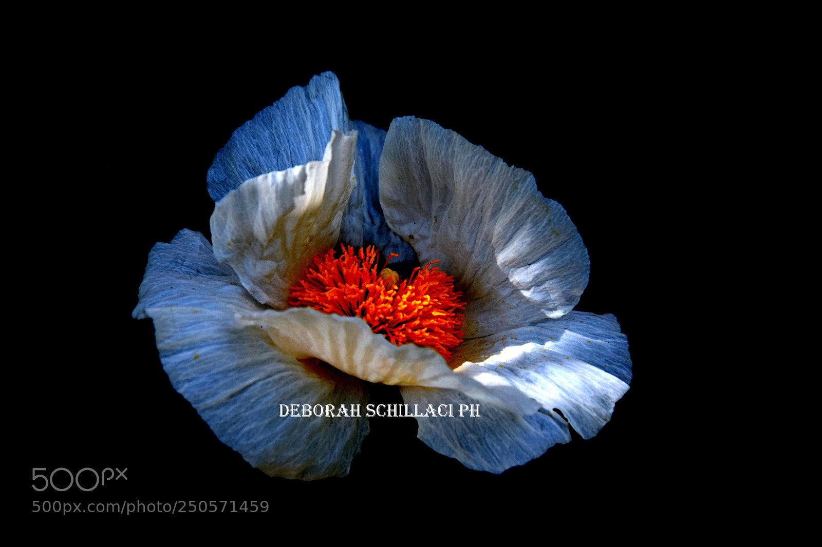 Nikon D3300 sample photo. Papaver orientalis photography