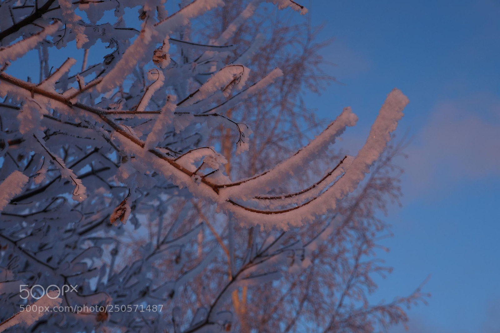 Sony Alpha a3000 sample photo. Frozen branch photography