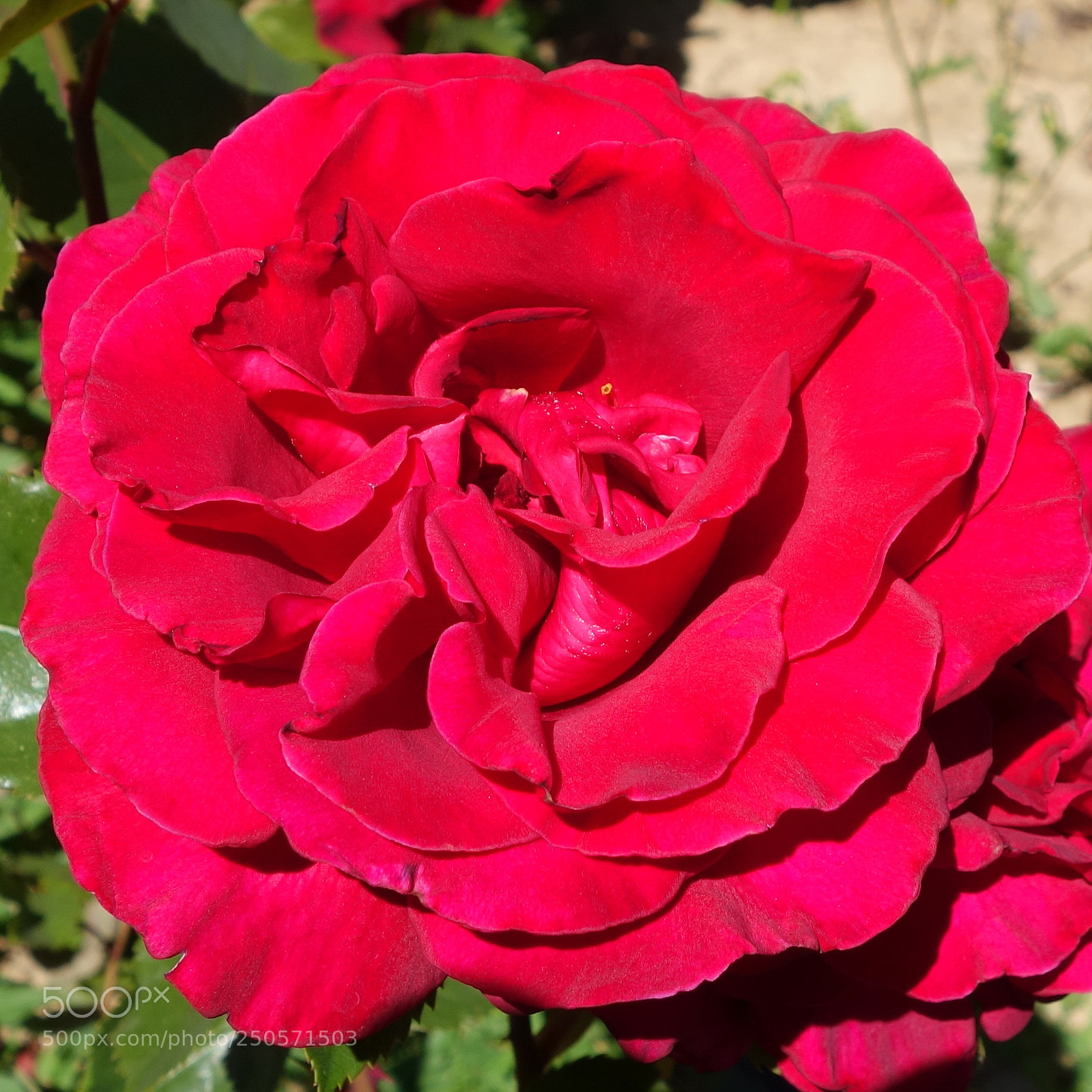 Sony Cyber-shot DSC-RX100 II sample photo. () cvp lot photography