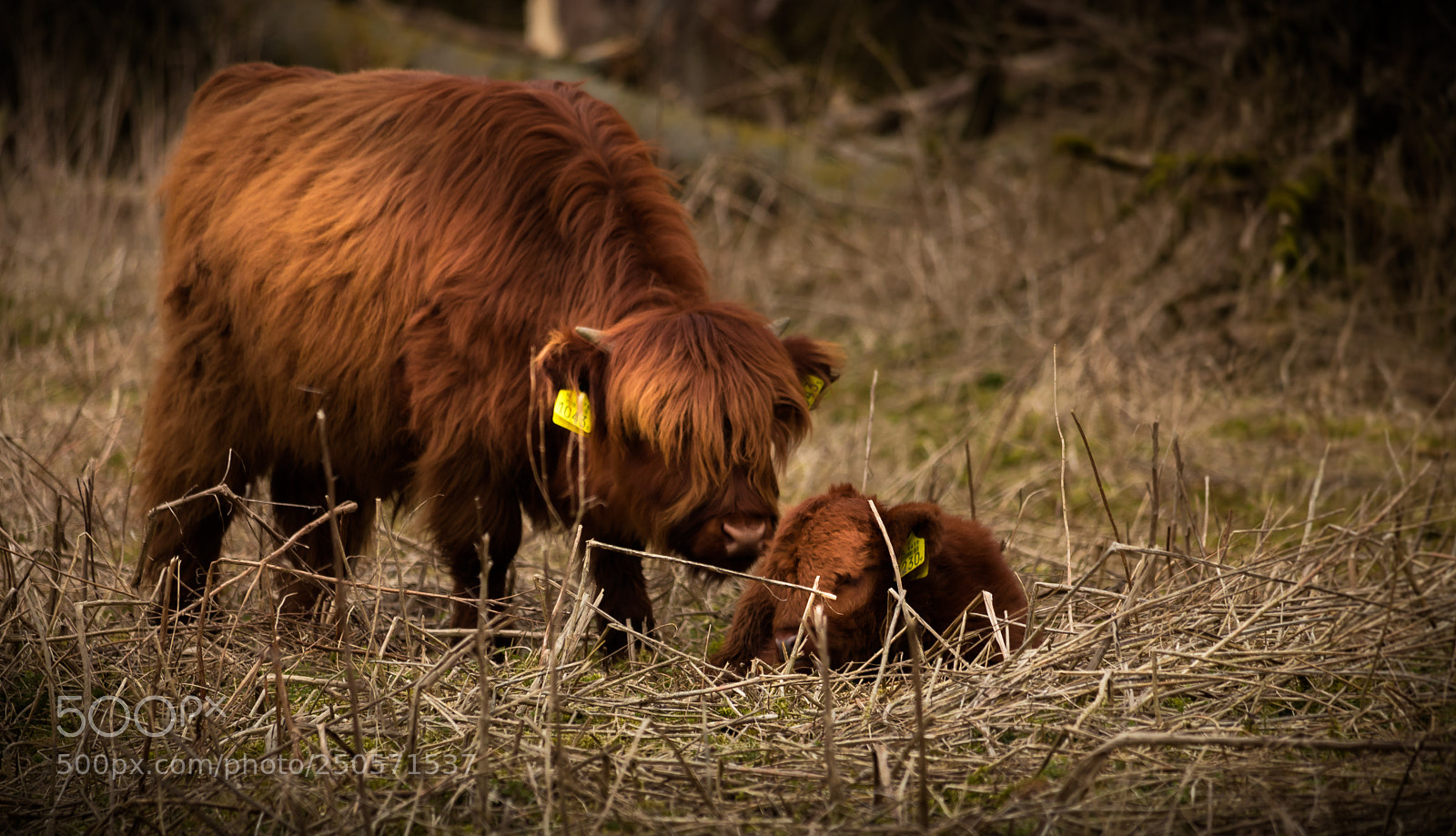 Canon EOS 80D sample photo. Highlandcow photography