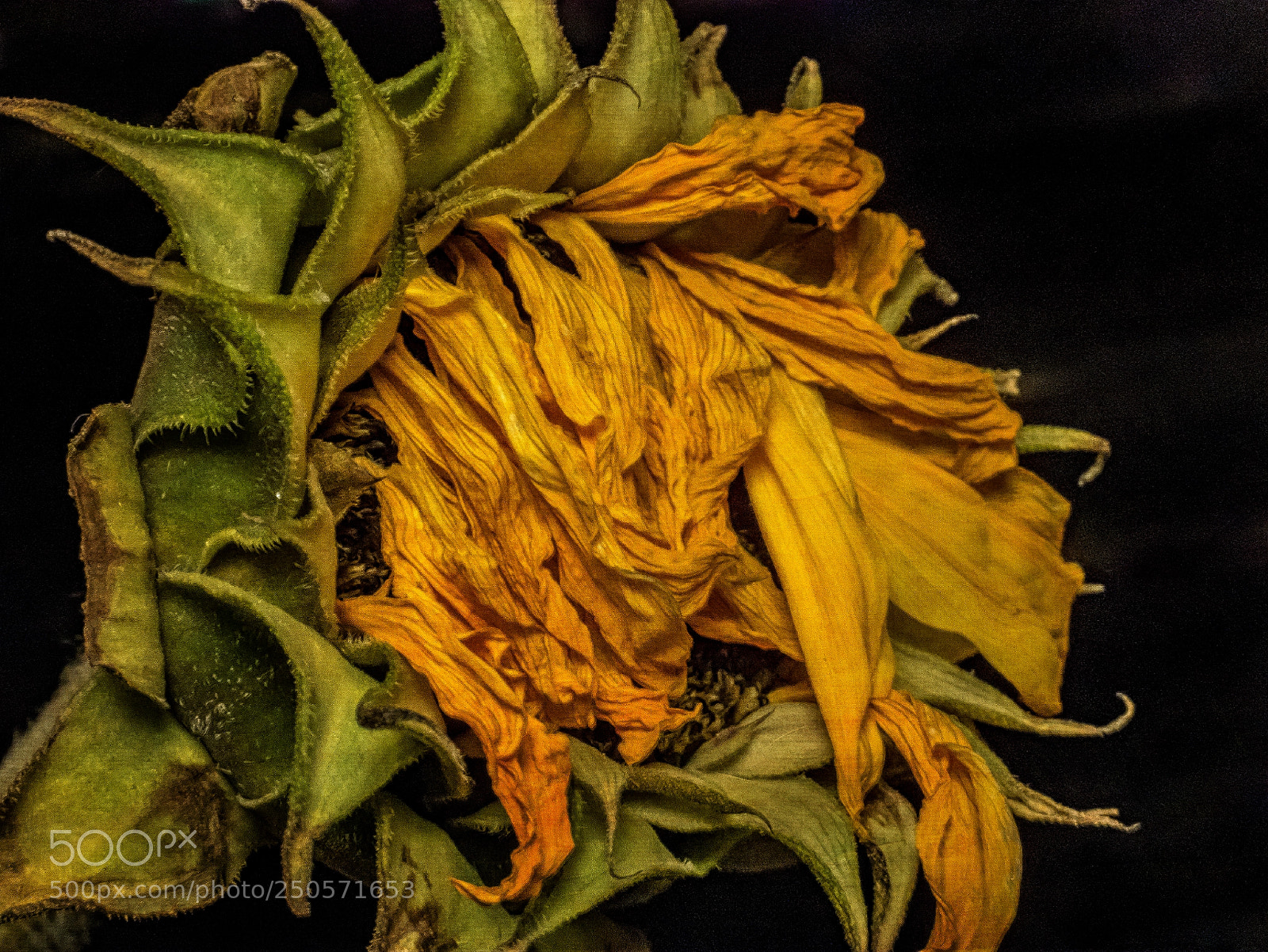 Panasonic Lumix DMC-G85 (Lumix DMC-G80) sample photo. Death of a sunflower photography