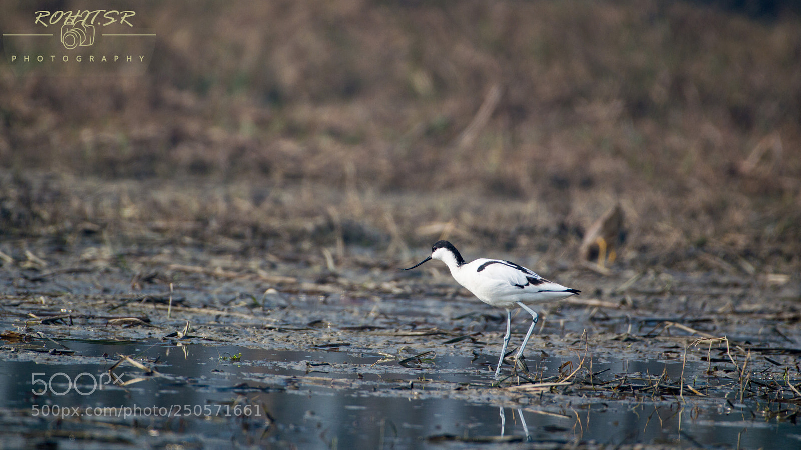 Nikon D3200 sample photo. Pied avocet photography