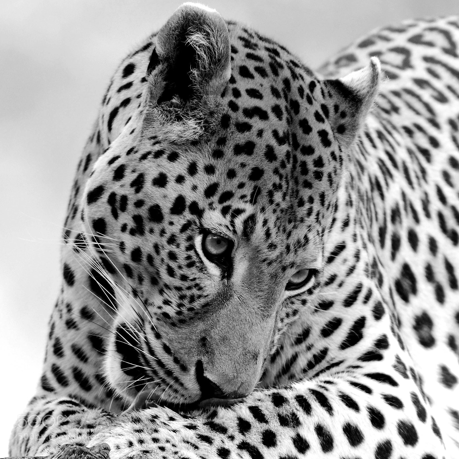 Nikon D300 sample photo. L o at erindi photography