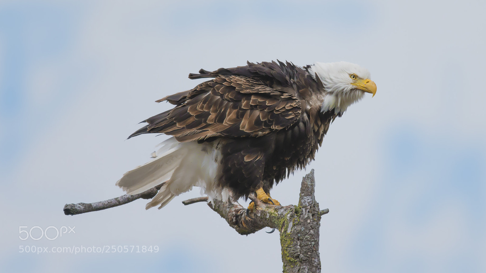 Nikon D800E sample photo. Bald eagle photography