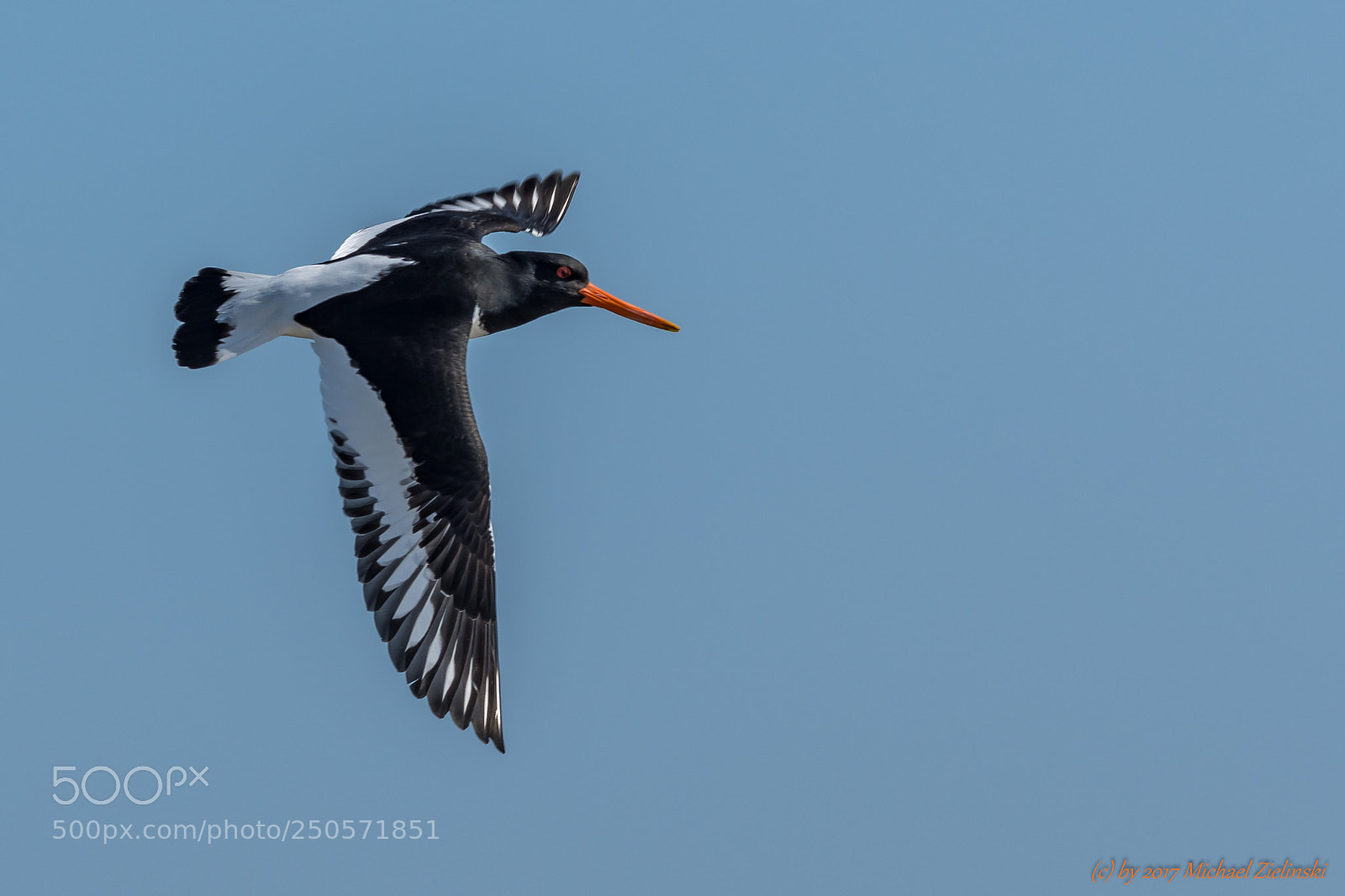 Nikon D500 sample photo. Austernfischer haematopus ostralegus im photography
