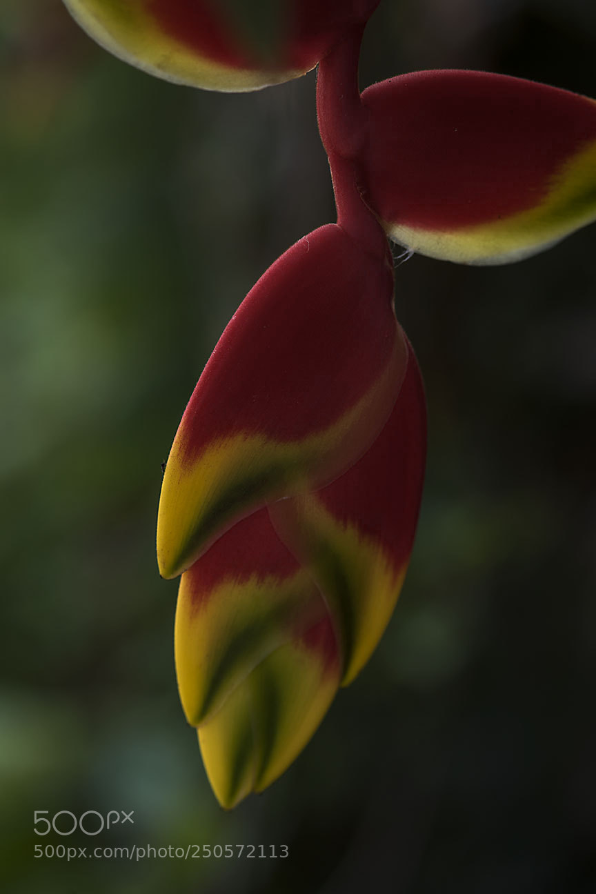 Nikon D810 sample photo. Flower photography