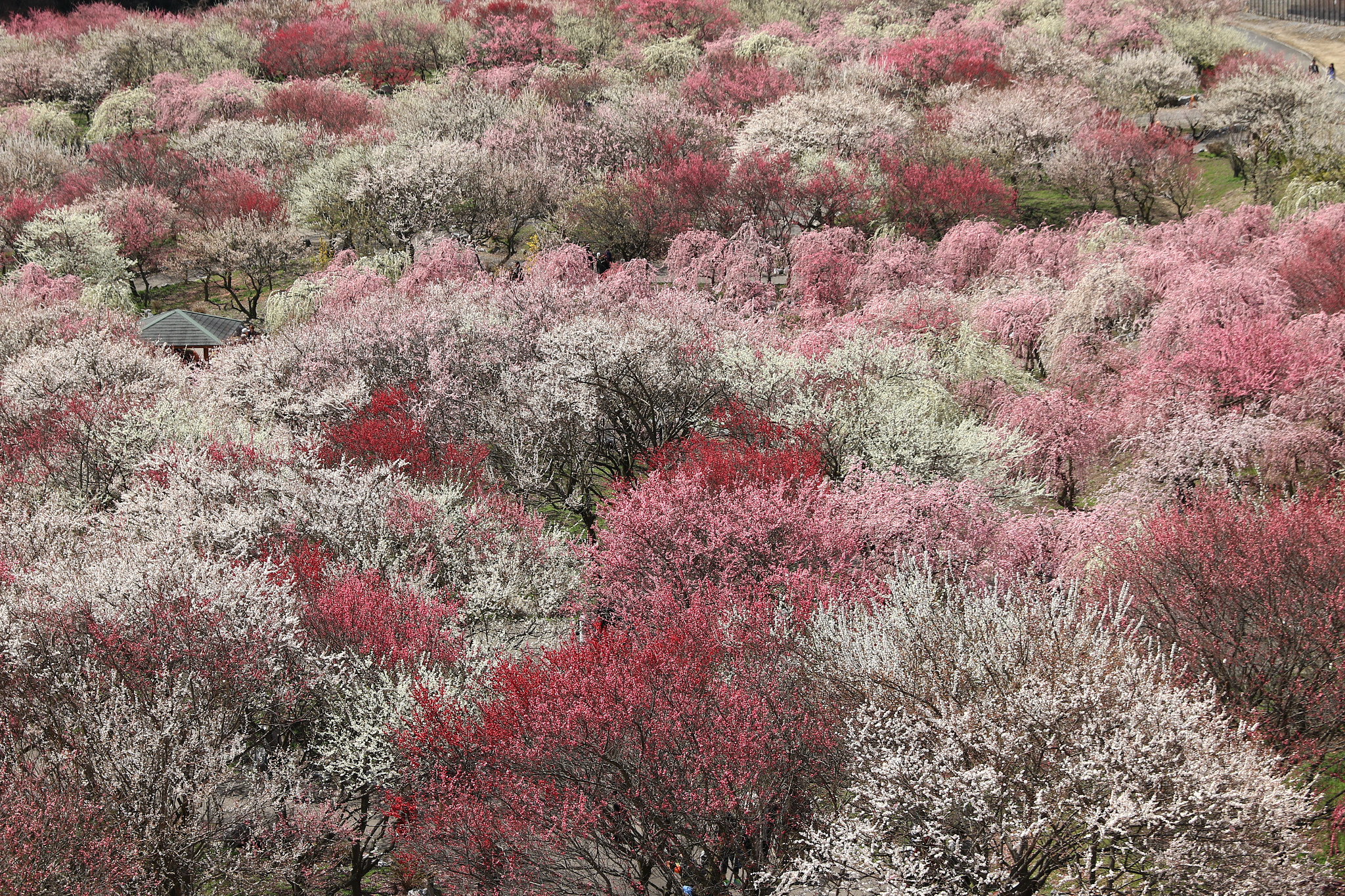 Canon EF 24-70mm F2.8L II USM sample photo. Plum  梅林公園 photography