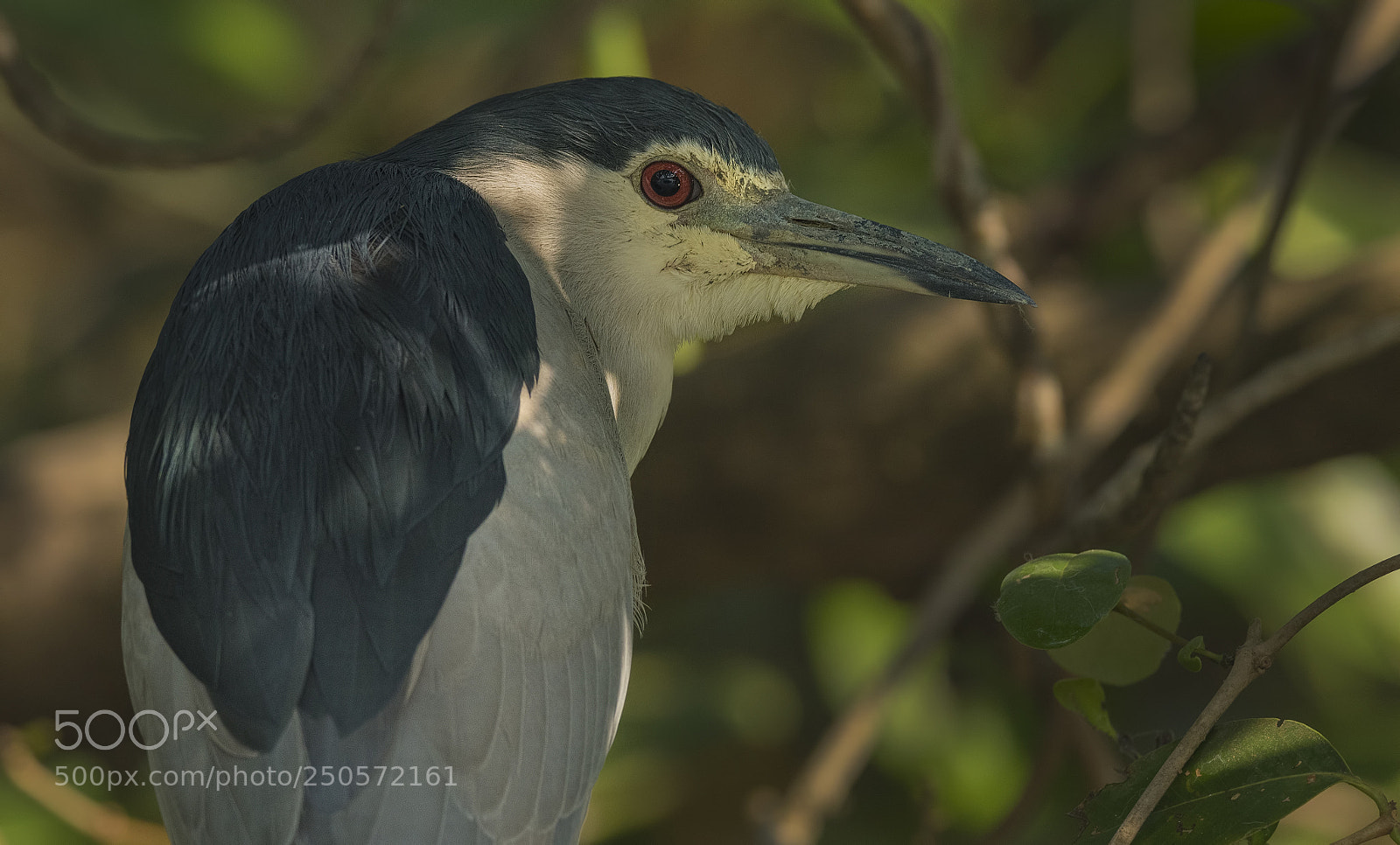 Nikon D500 sample photo. Night heron photography
