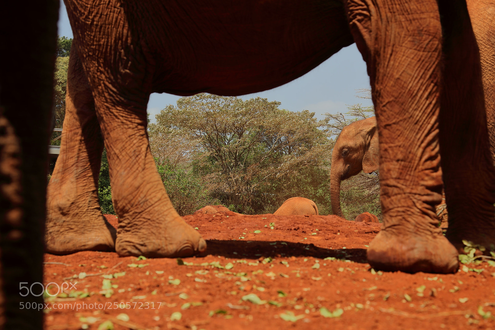 Canon EF 24-105mm F4L IS USM sample photo. Elephant orphanage, nairobi, kenya photography