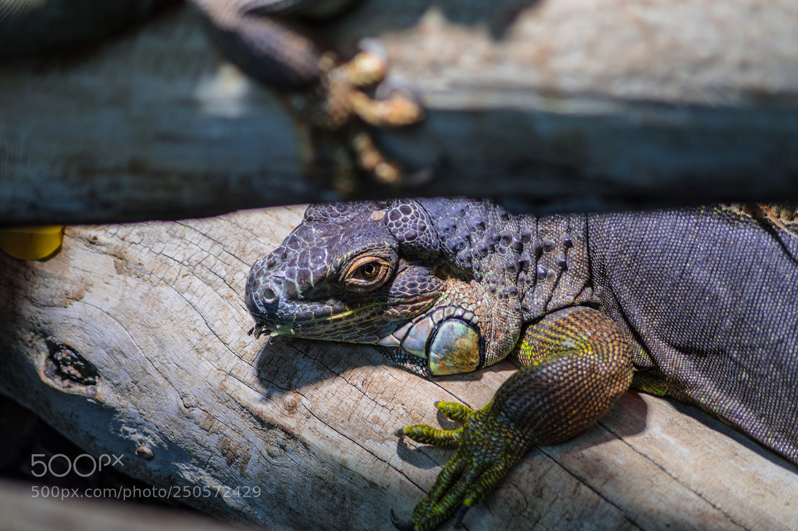 Sony SLT-A58 sample photo. Lizard photography