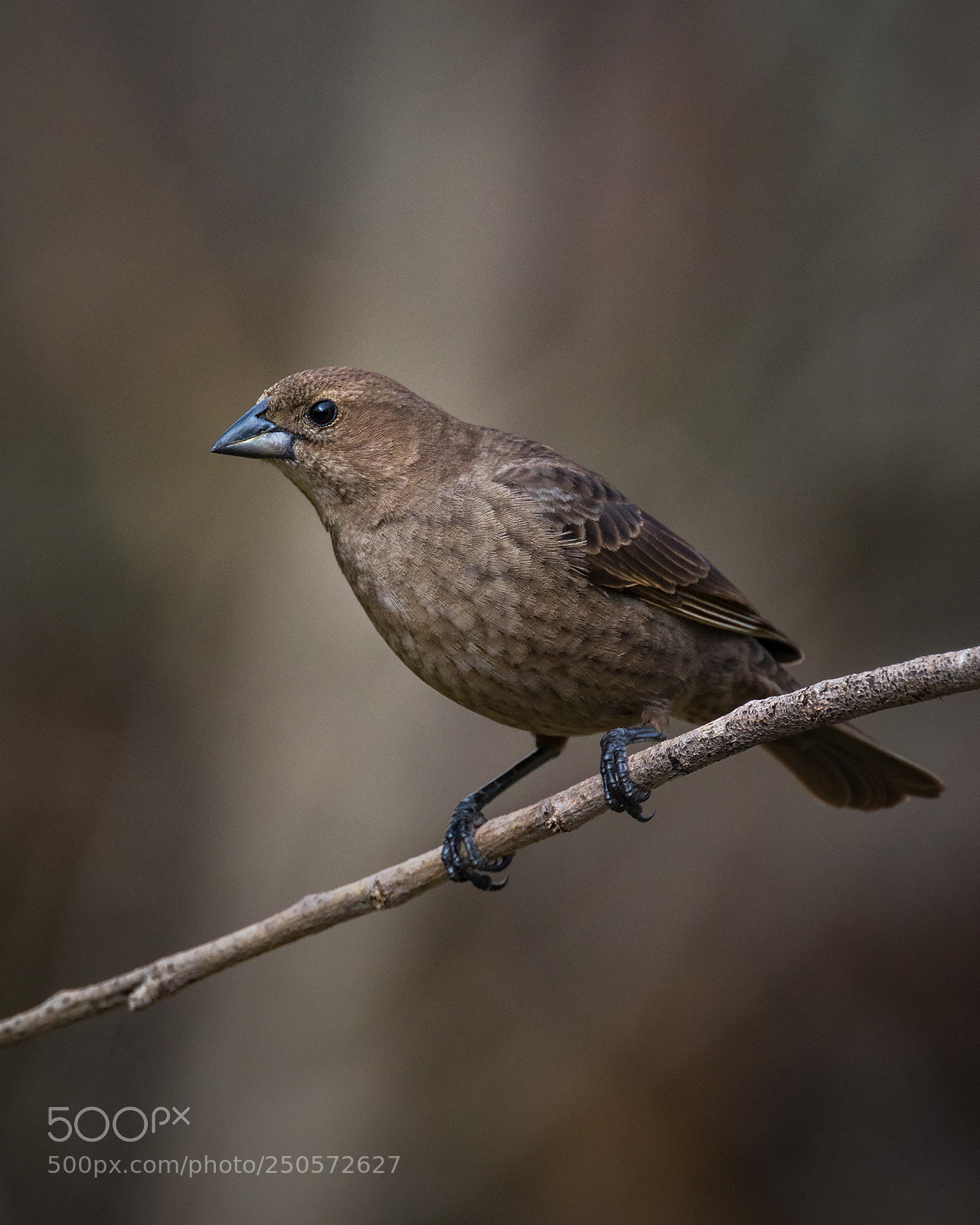 Nikon D7100 sample photo. Female brown-headed cowbird photography