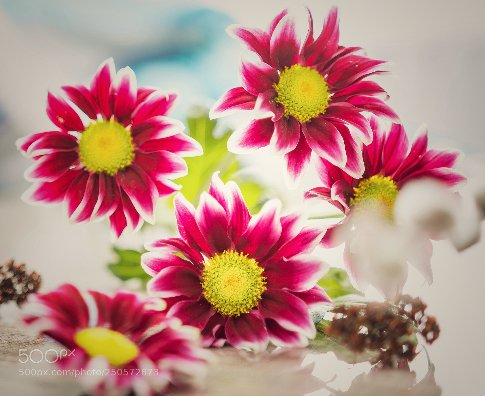 Nikon D7100 sample photo. Daisy photography