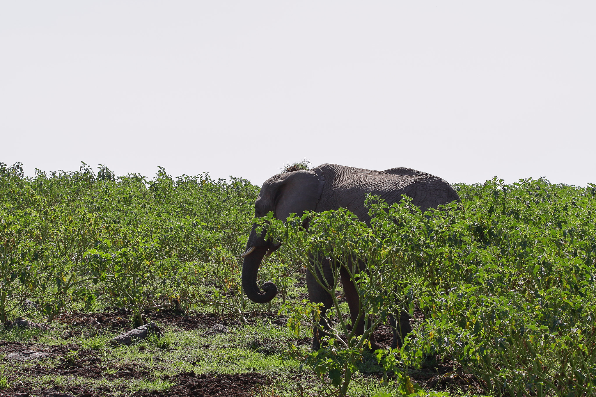 Canon EOS 50D + Canon EF 70-200mm F4L USM sample photo. Bull elephant by rita castellani photography