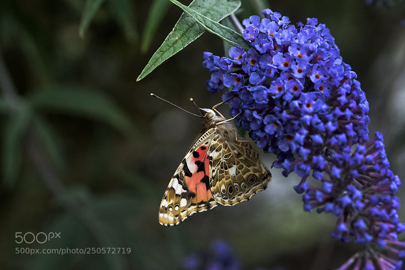 Nikon D810 sample photo. Butterfly photography