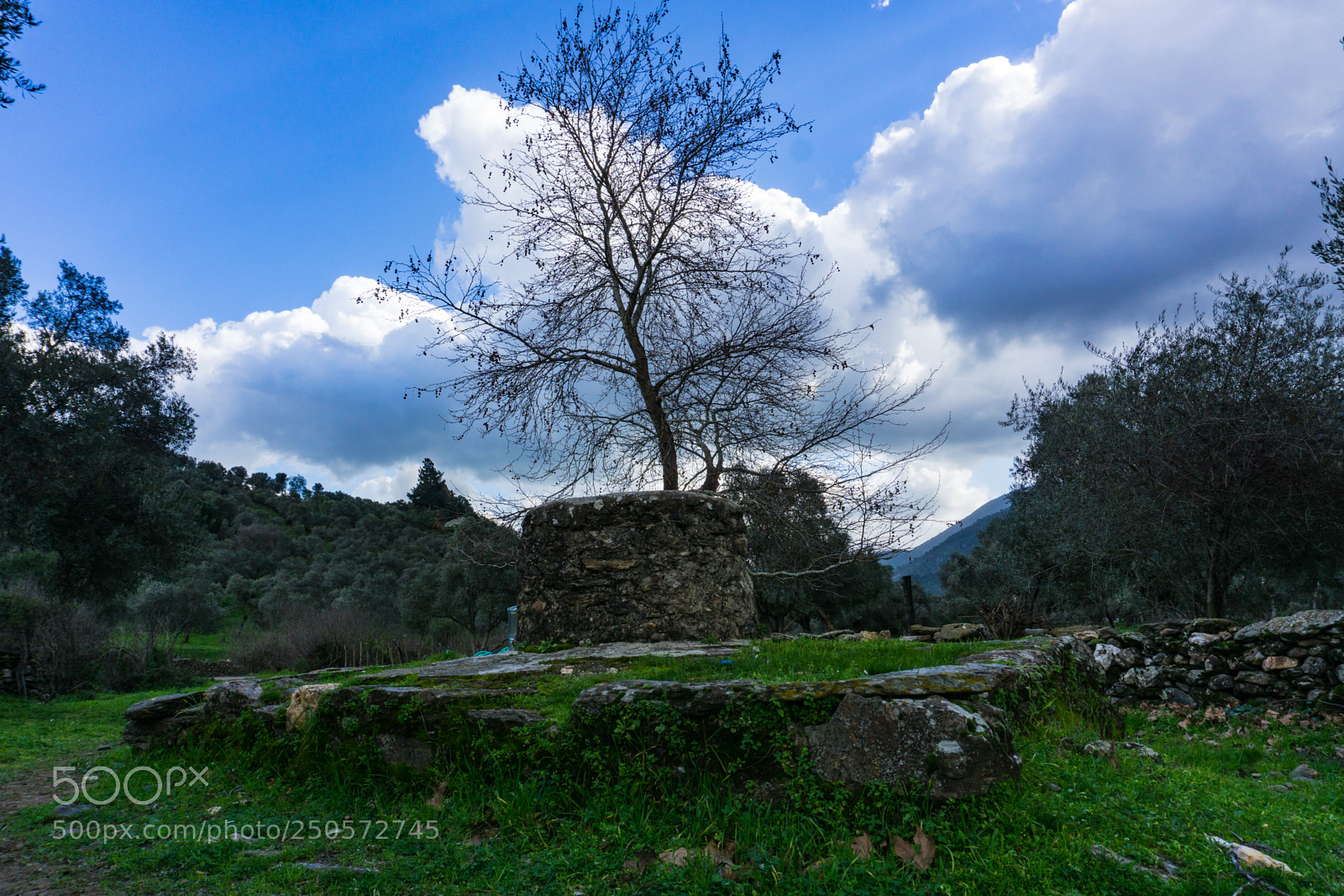 Sony a6000 sample photo. Tree in  well photography