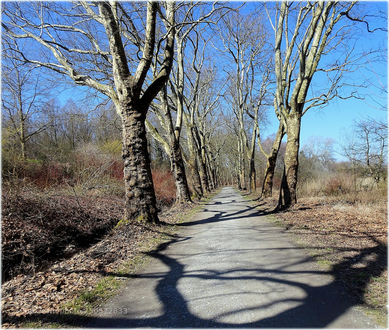 Sony Cyber-shot DSC-HX80 sample photo. Allee way to flowerisland photography