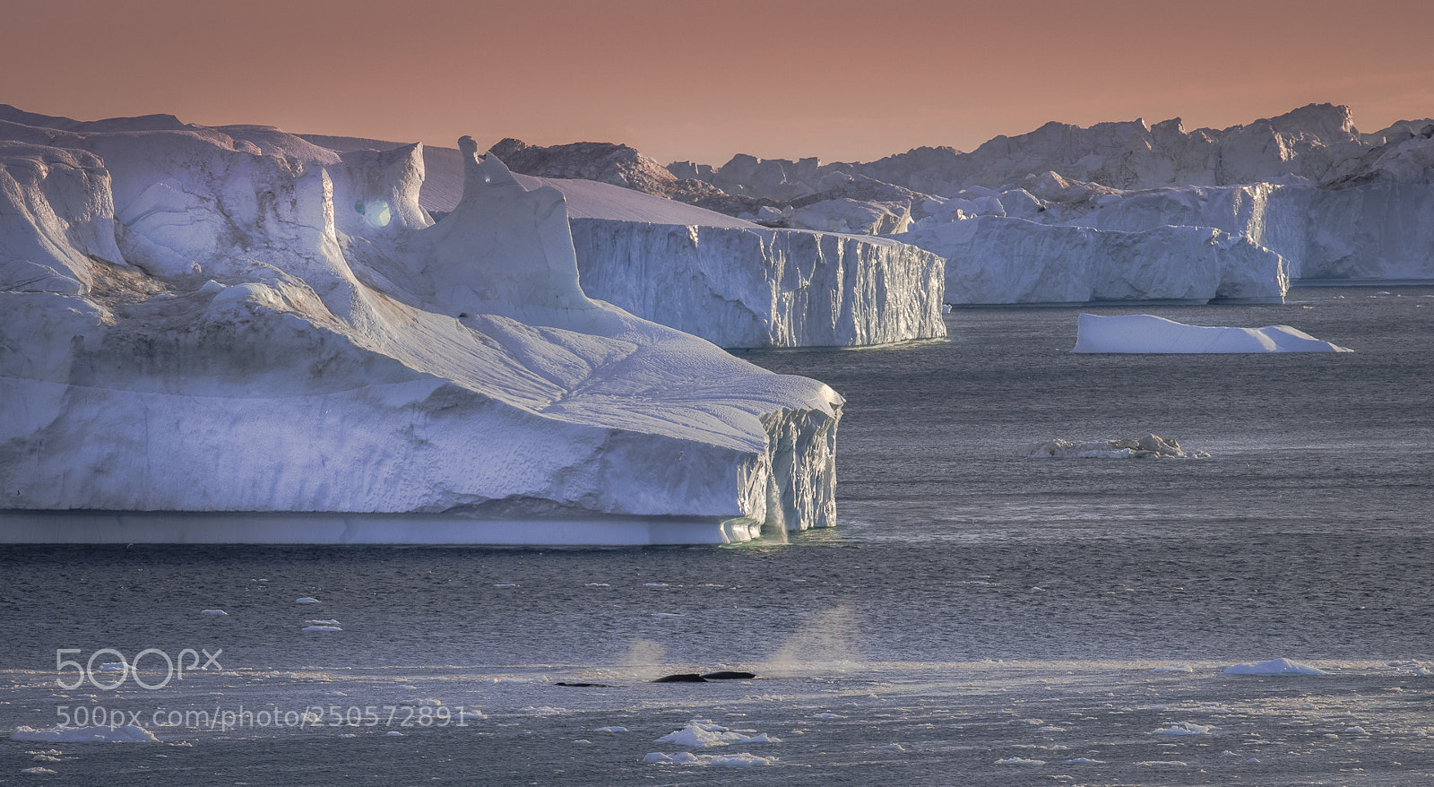 Nikon D500 sample photo. Whales in transit photography