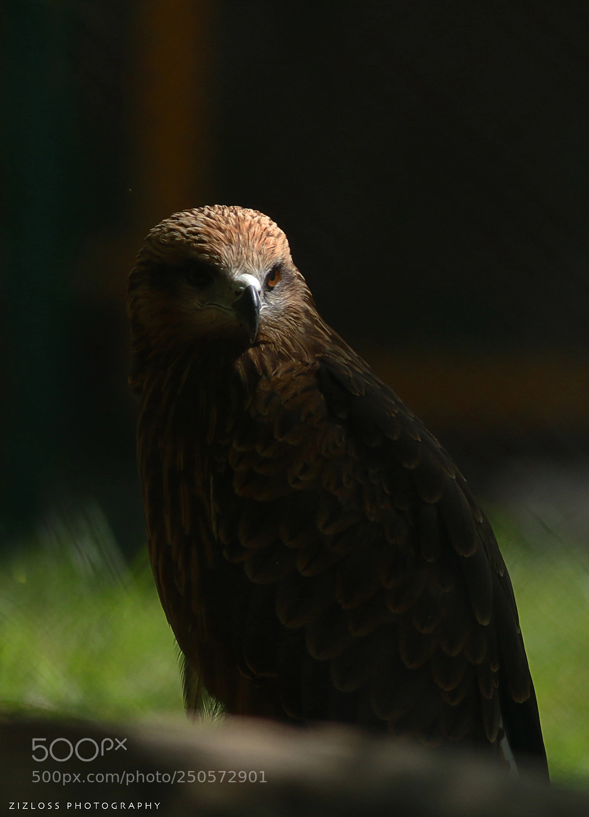 Canon EOS 70D sample photo. Falcon photography