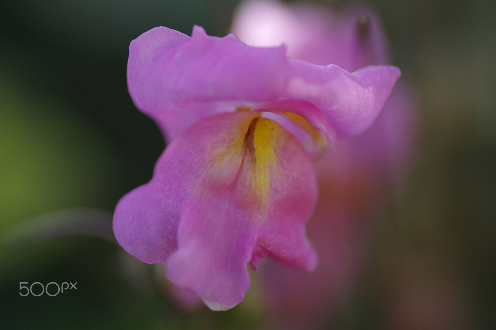 Pentax smc D-FA 100mm F2.8 Macro WR sample photo. Pink snapdragon photography