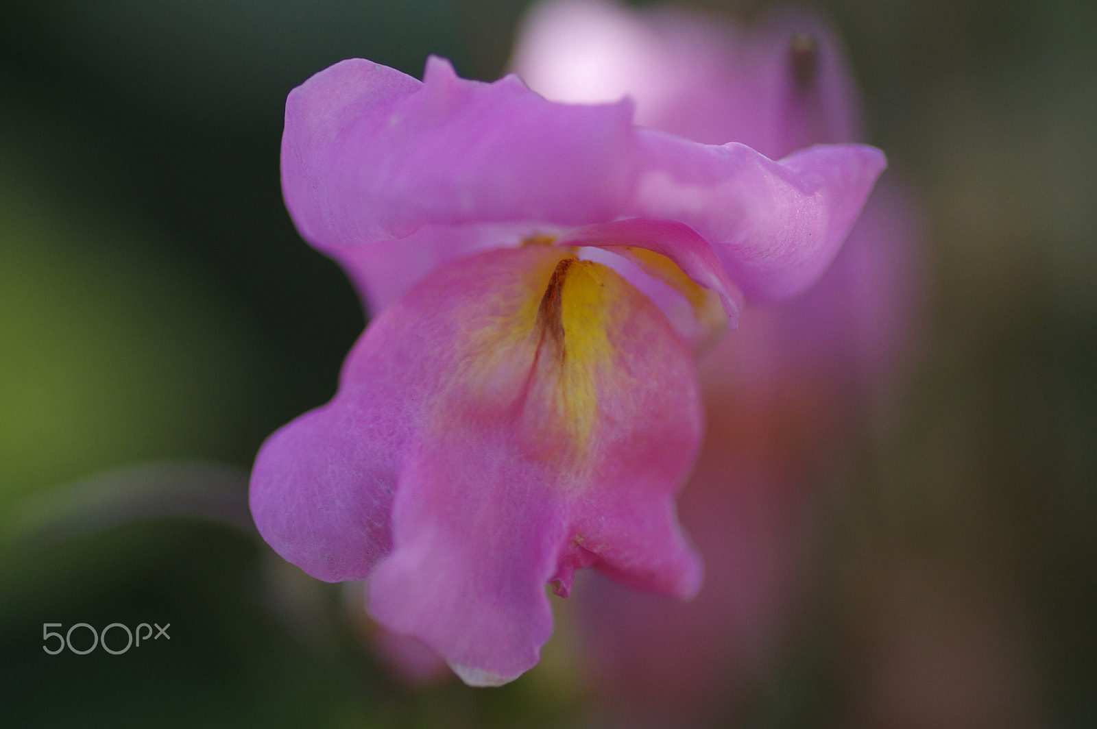 Pentax K-3 II + Pentax smc D-FA 100mm F2.8 Macro WR sample photo. Pink snapdragon photography