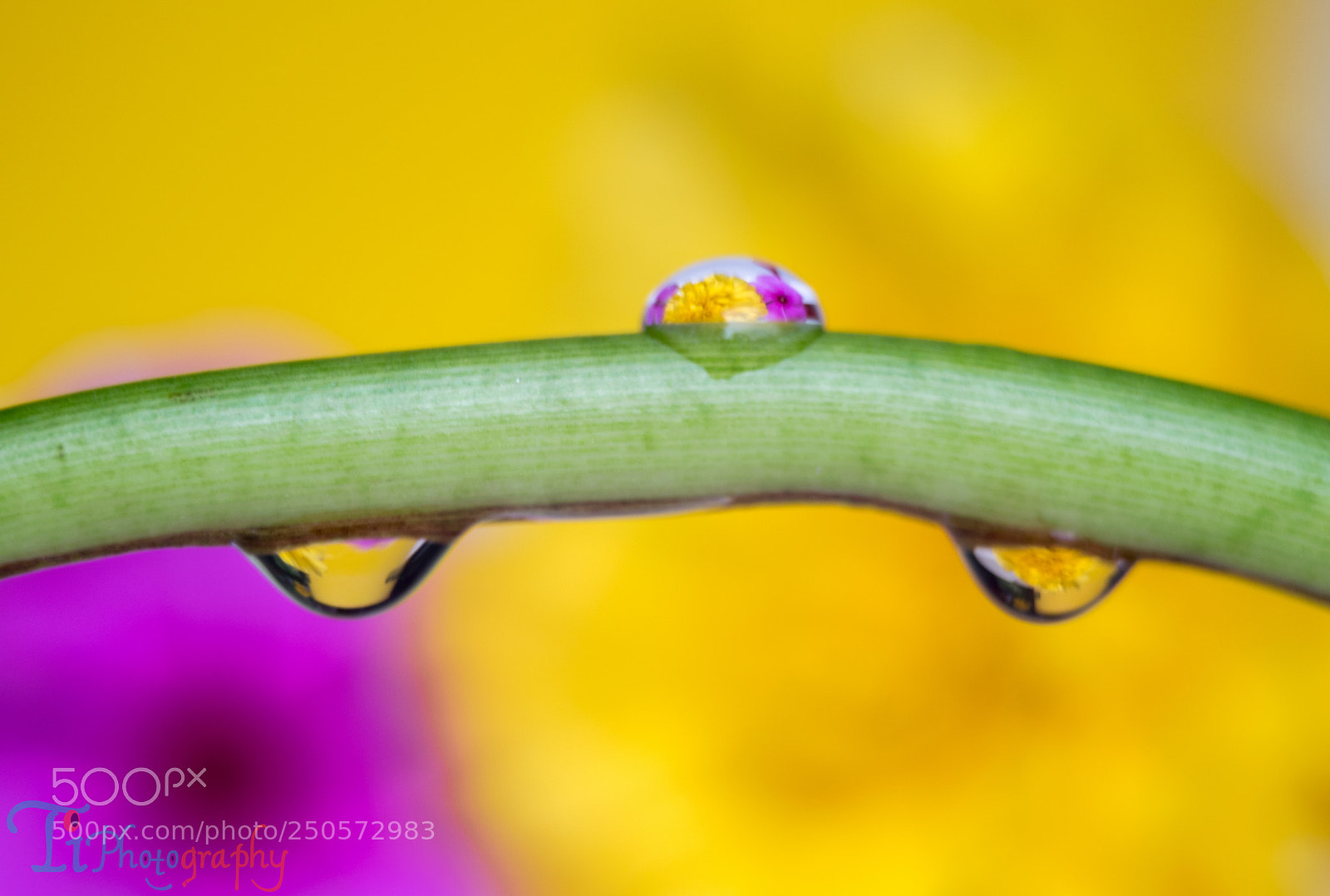 Nikon D5300 sample photo. Macro photography