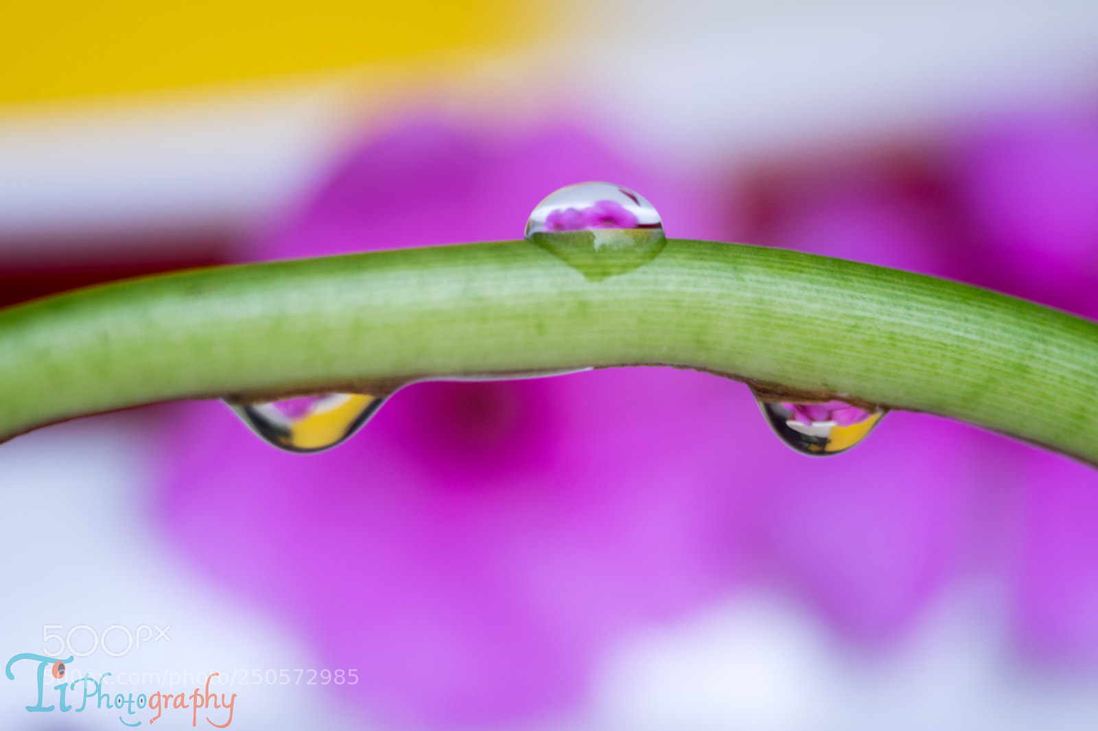 Nikon D5300 sample photo. Macro photography