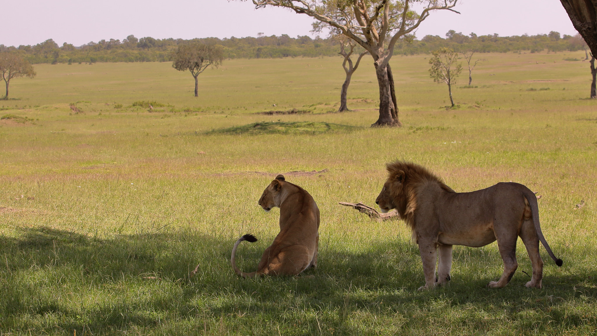 Canon EOS 50D + Canon EF 70-200mm F4L USM sample photo. Couple of lions by rita castellani photography