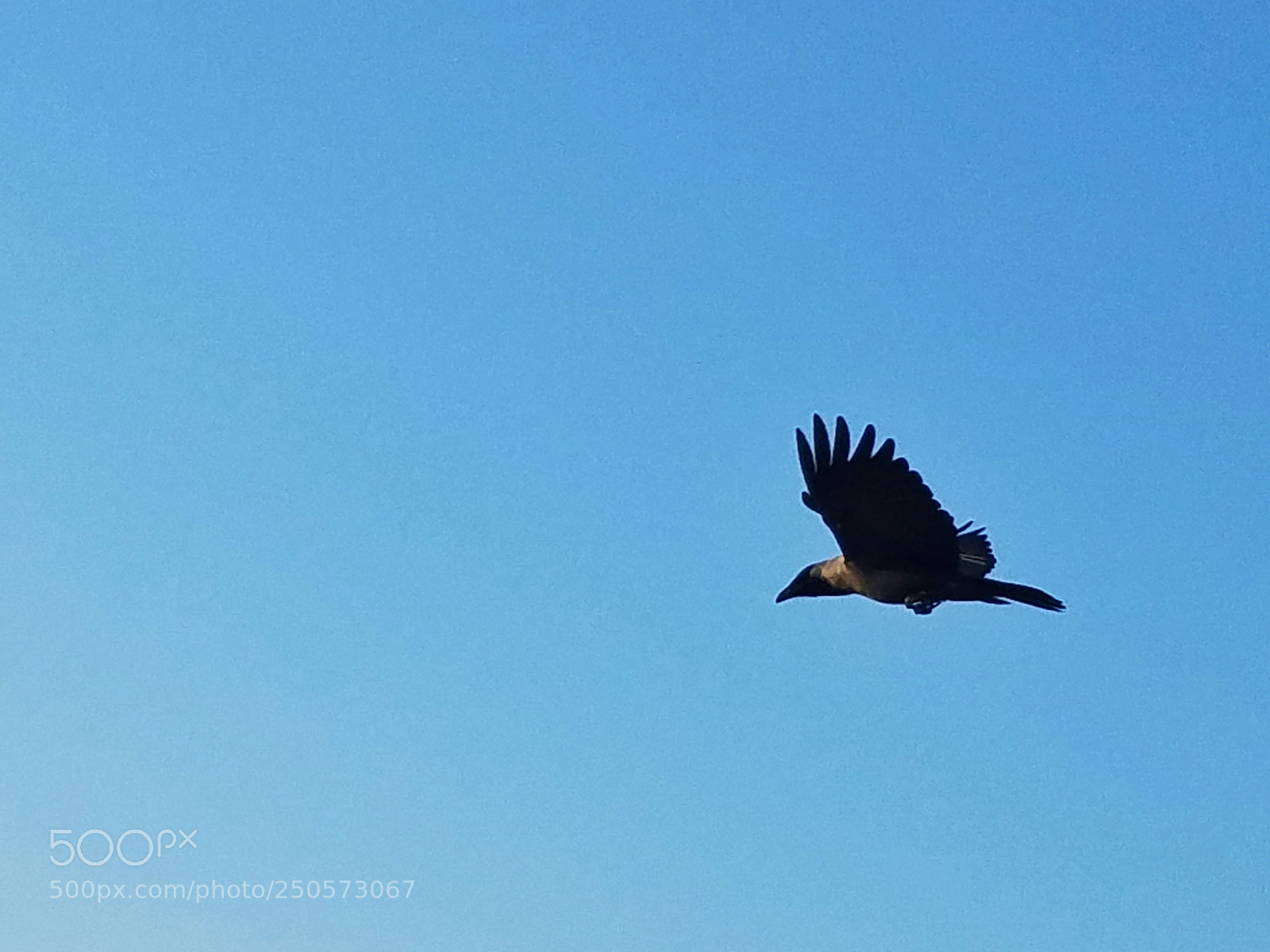 Samsung Galaxy S7 Edge sample photo. A flying crow. photography