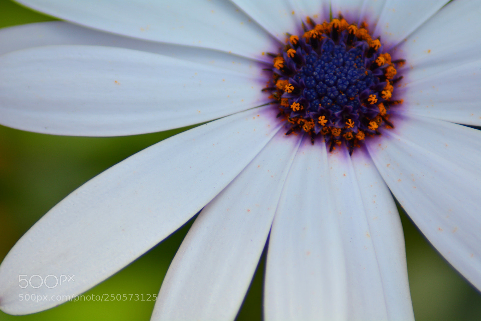 Nikon D5200 sample photo. Gufran photography, spring 2018 photography