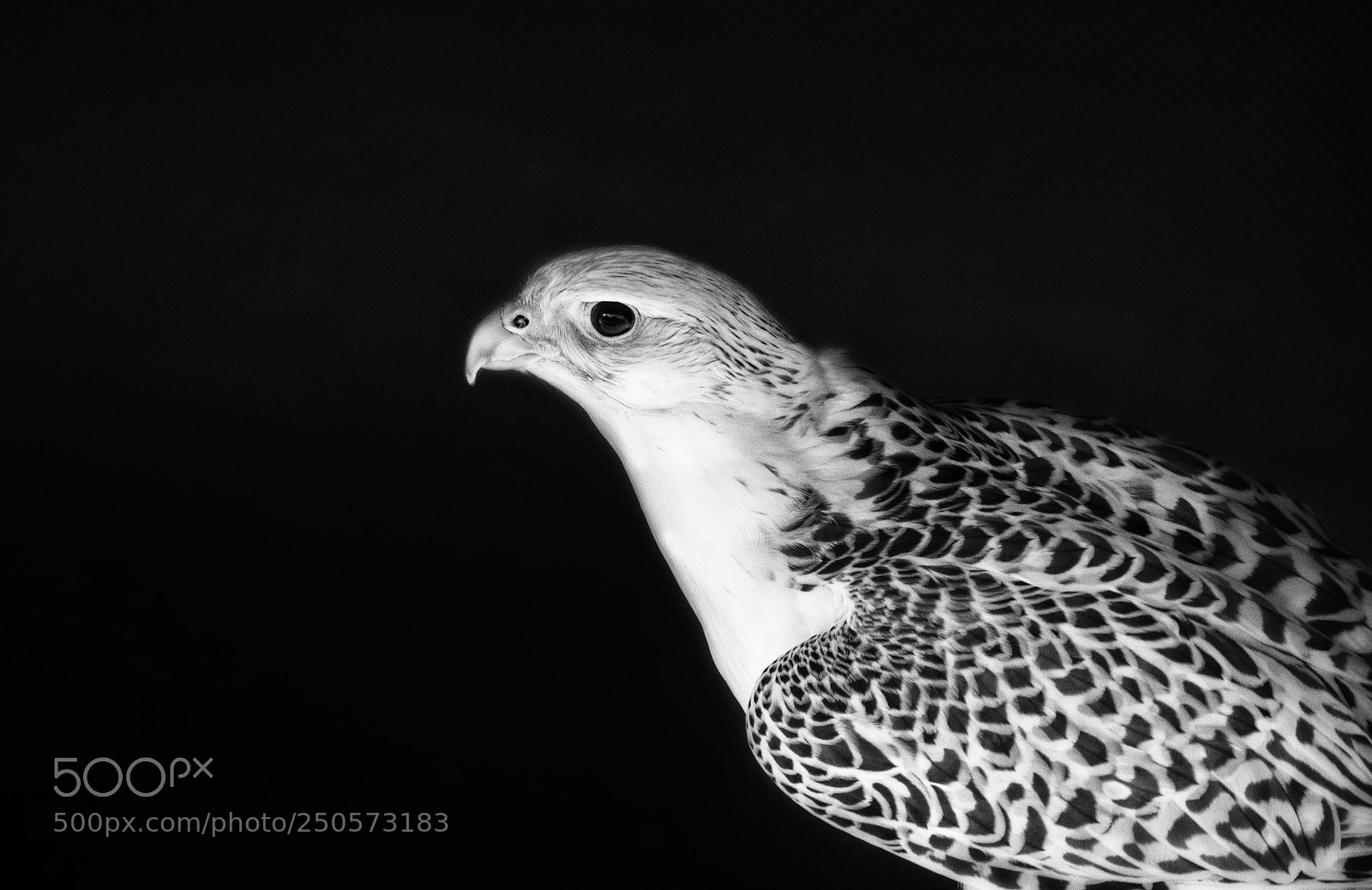 Pentax K-3 II sample photo. Falcon photography