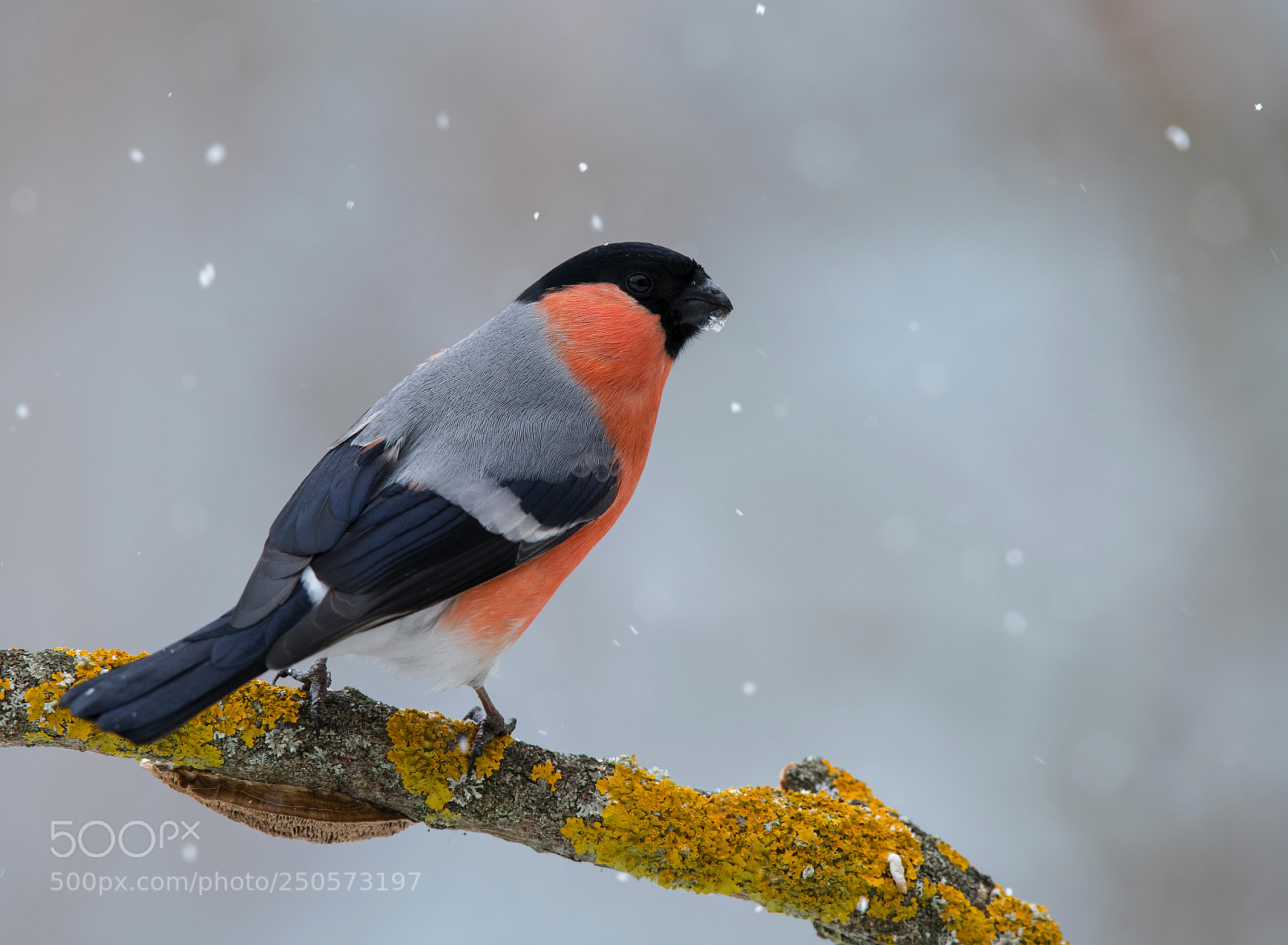 Nikon D850 sample photo. Bullfinch photography