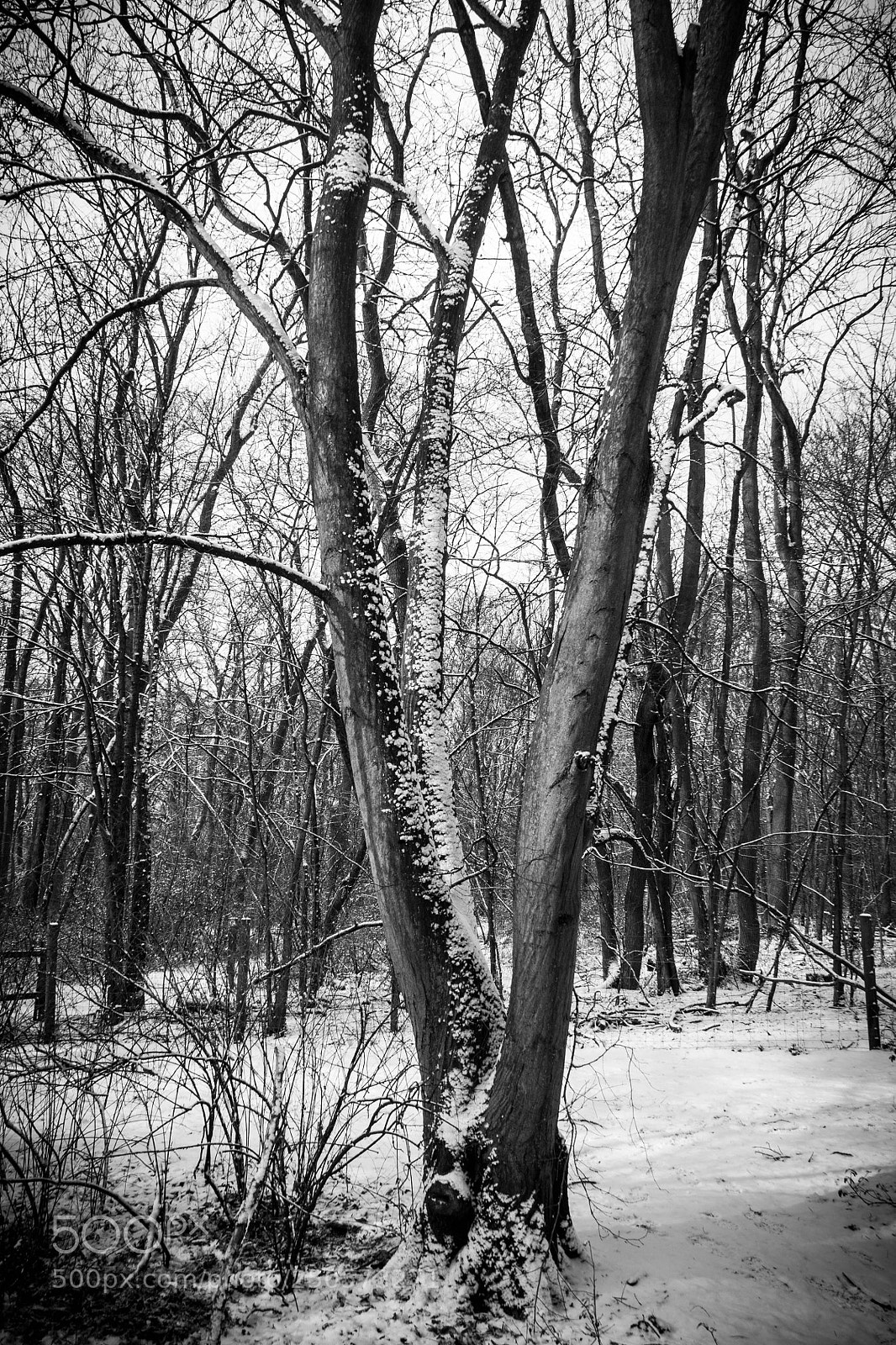 Canon EOS 450D (EOS Rebel XSi / EOS Kiss X2) sample photo. Winter forest photography