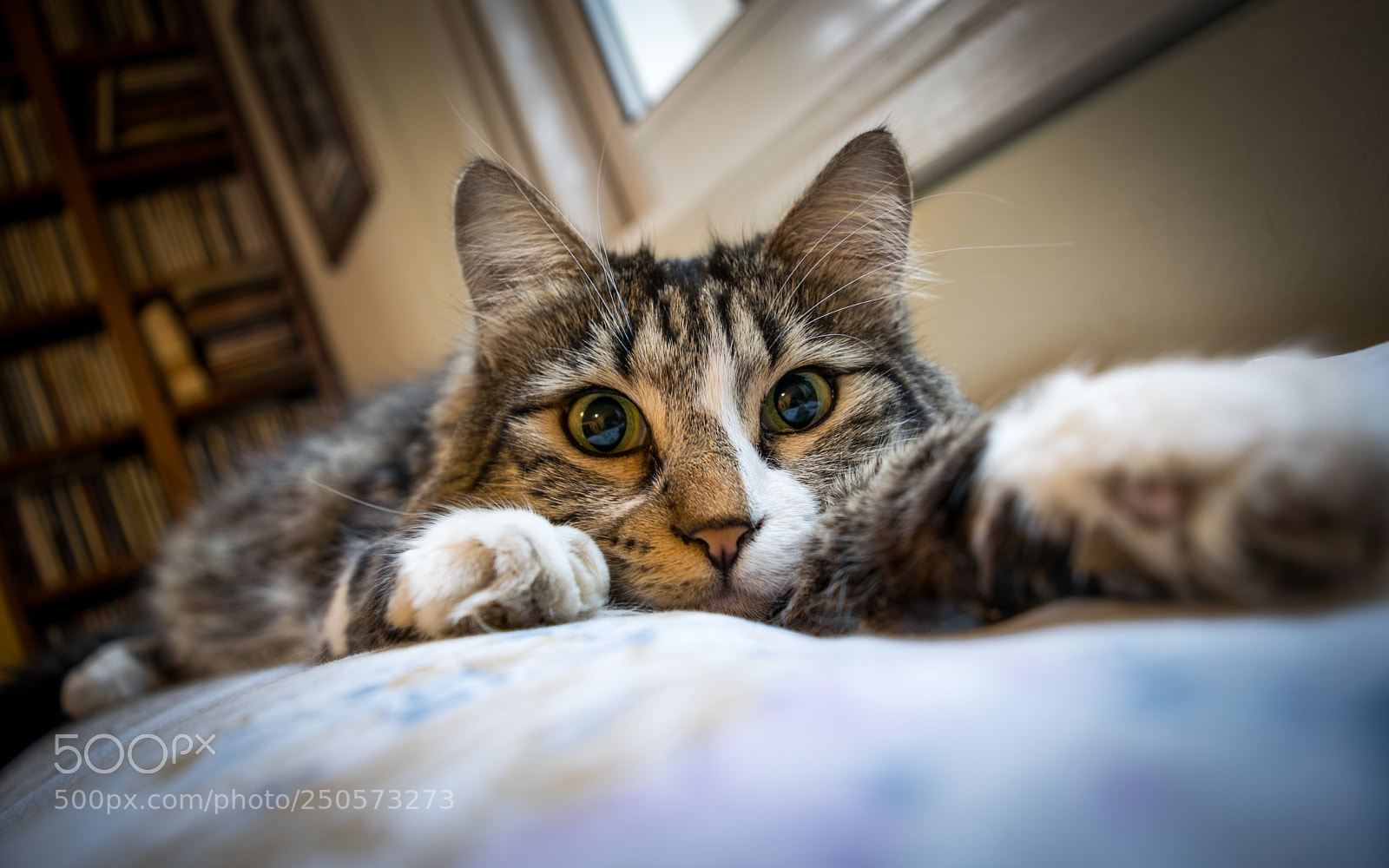 Nikon D5300 sample photo. Fifi close up photography