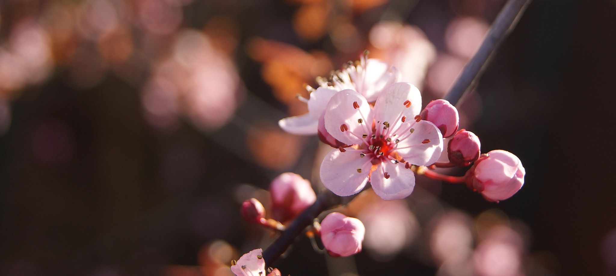 Sony Alpha DSLR-A380 sample photo. My pink plum dream ... photography