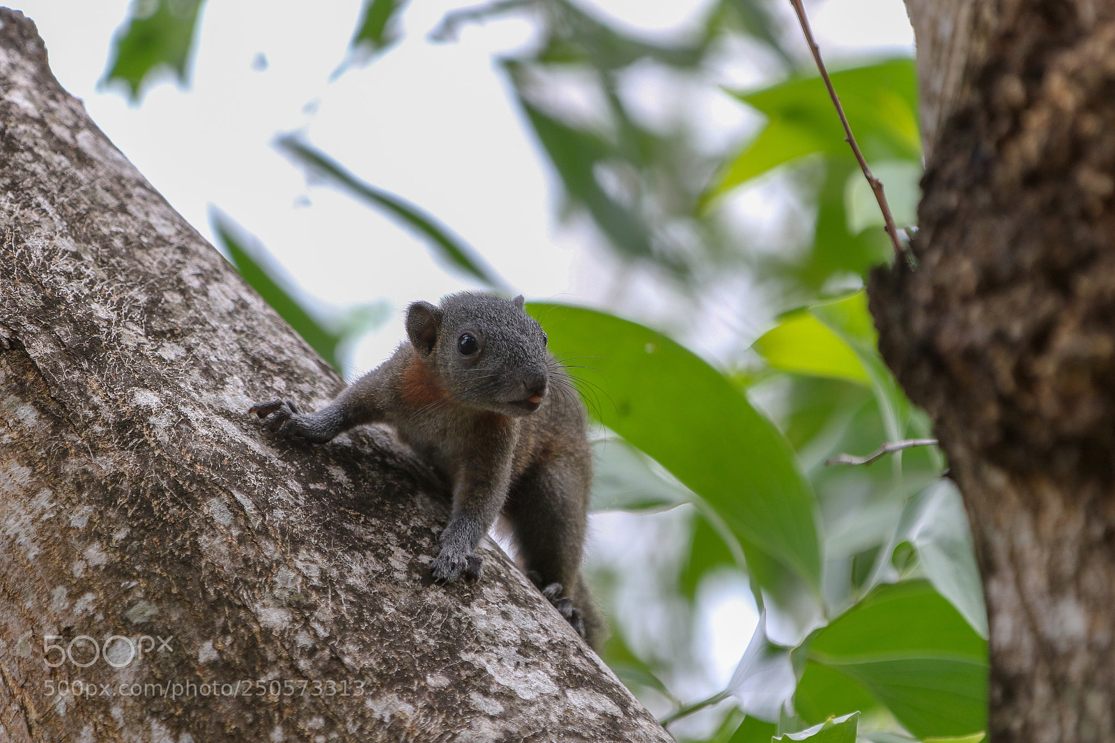 Canon EOS 7D Mark II sample photo. Goodmorning photography