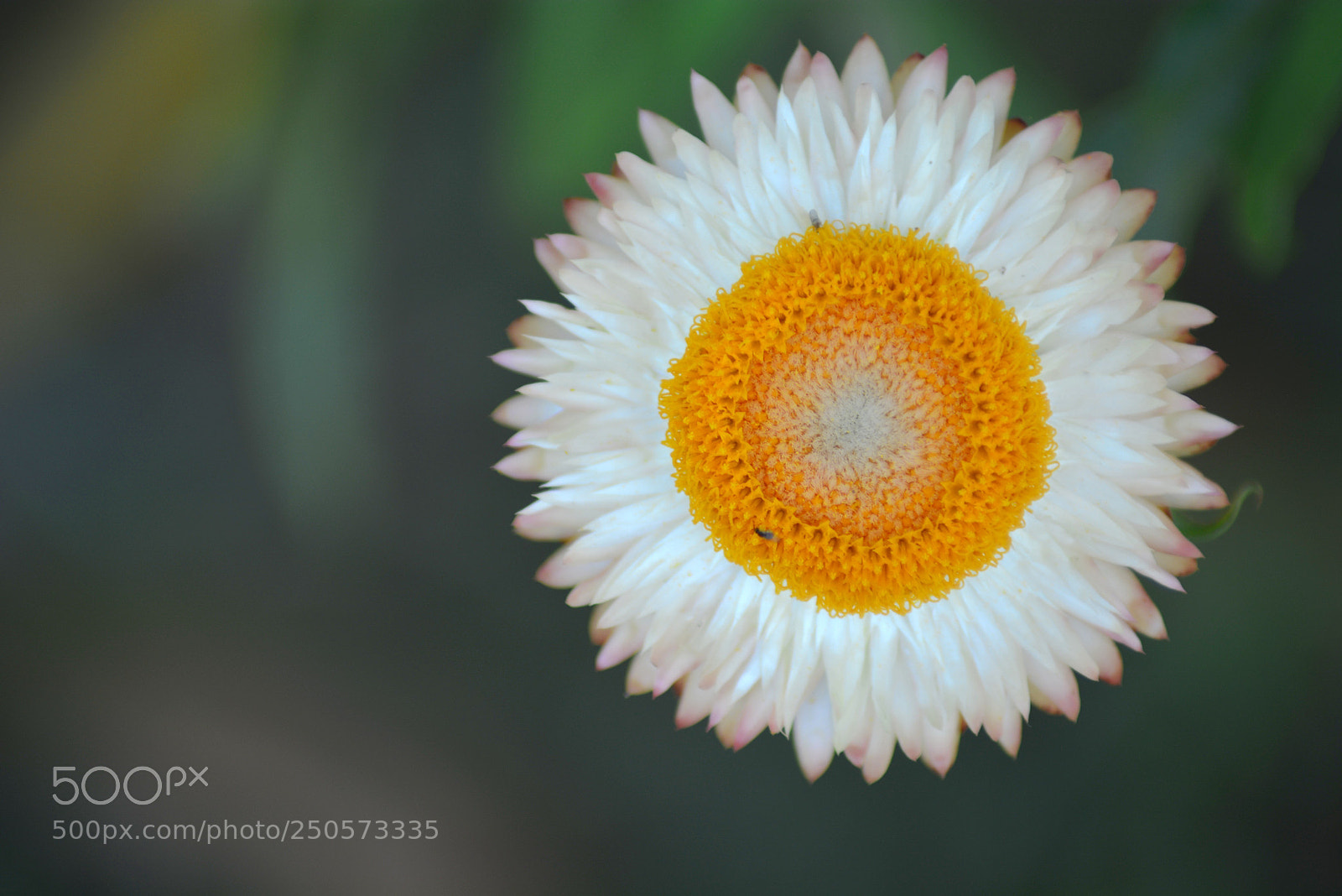 Nikon D5200 sample photo. Gufran photography, spring 2018 photography
