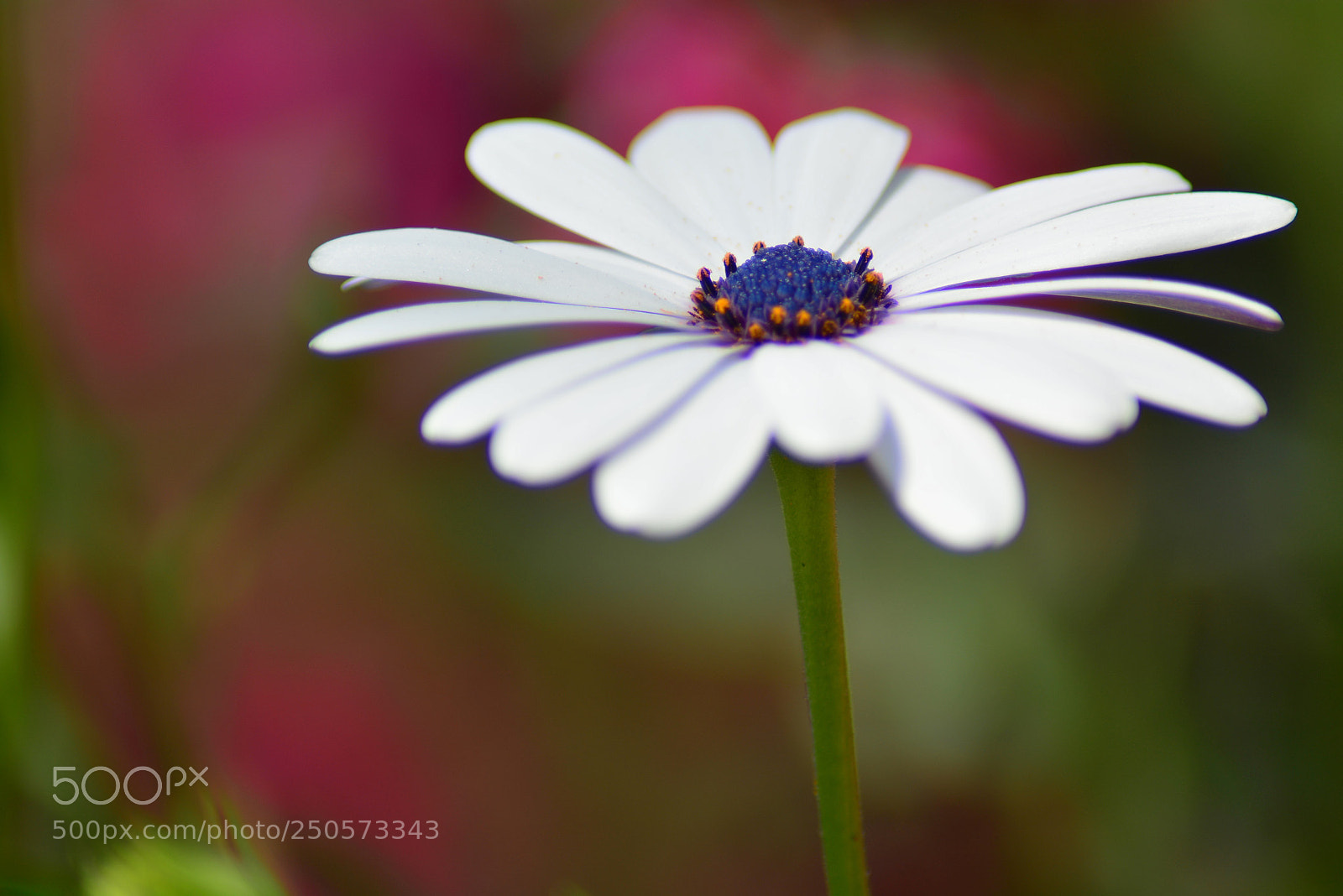 Nikon D5200 sample photo. Gufran photography, spring 2018 photography