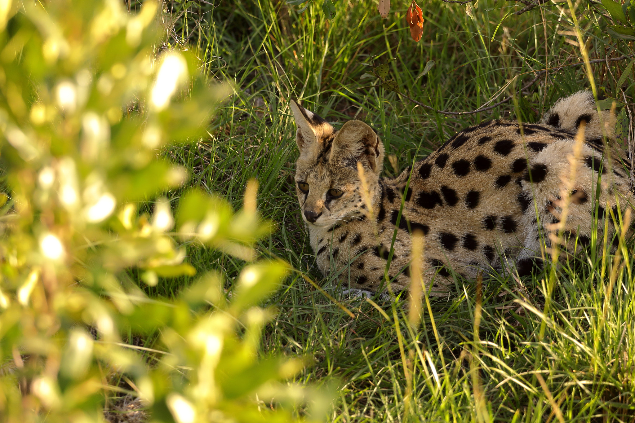 Canon EOS 50D + Canon EF 70-200mm F4L USM sample photo. Serval hiding by rita castellani photography