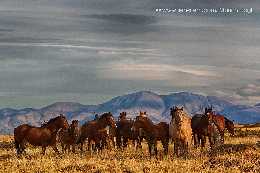 Canon EOS-1D Mark IV sample photo. Patagonian horses photography