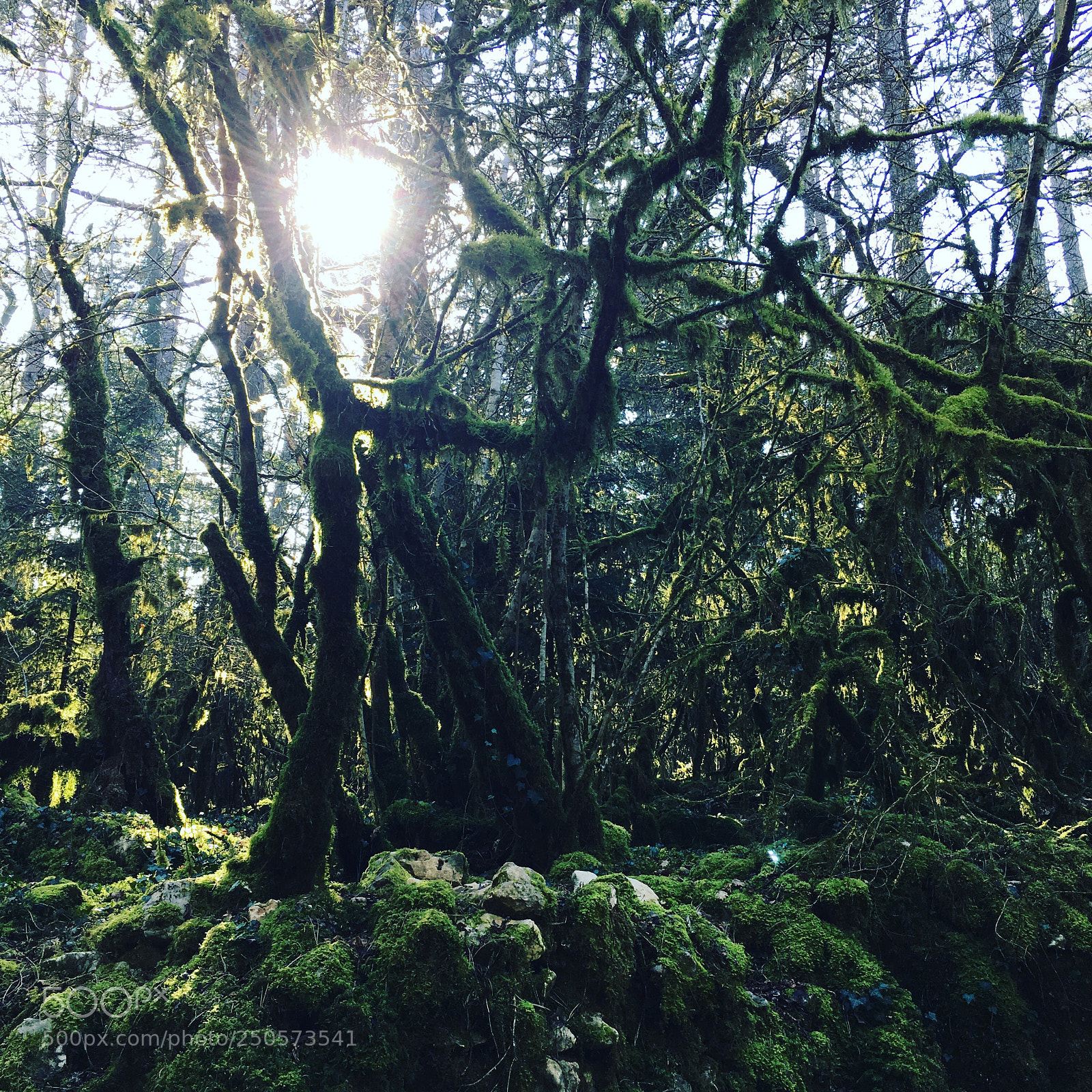 Apple iPhone 6s Plus sample photo. Untitled photography