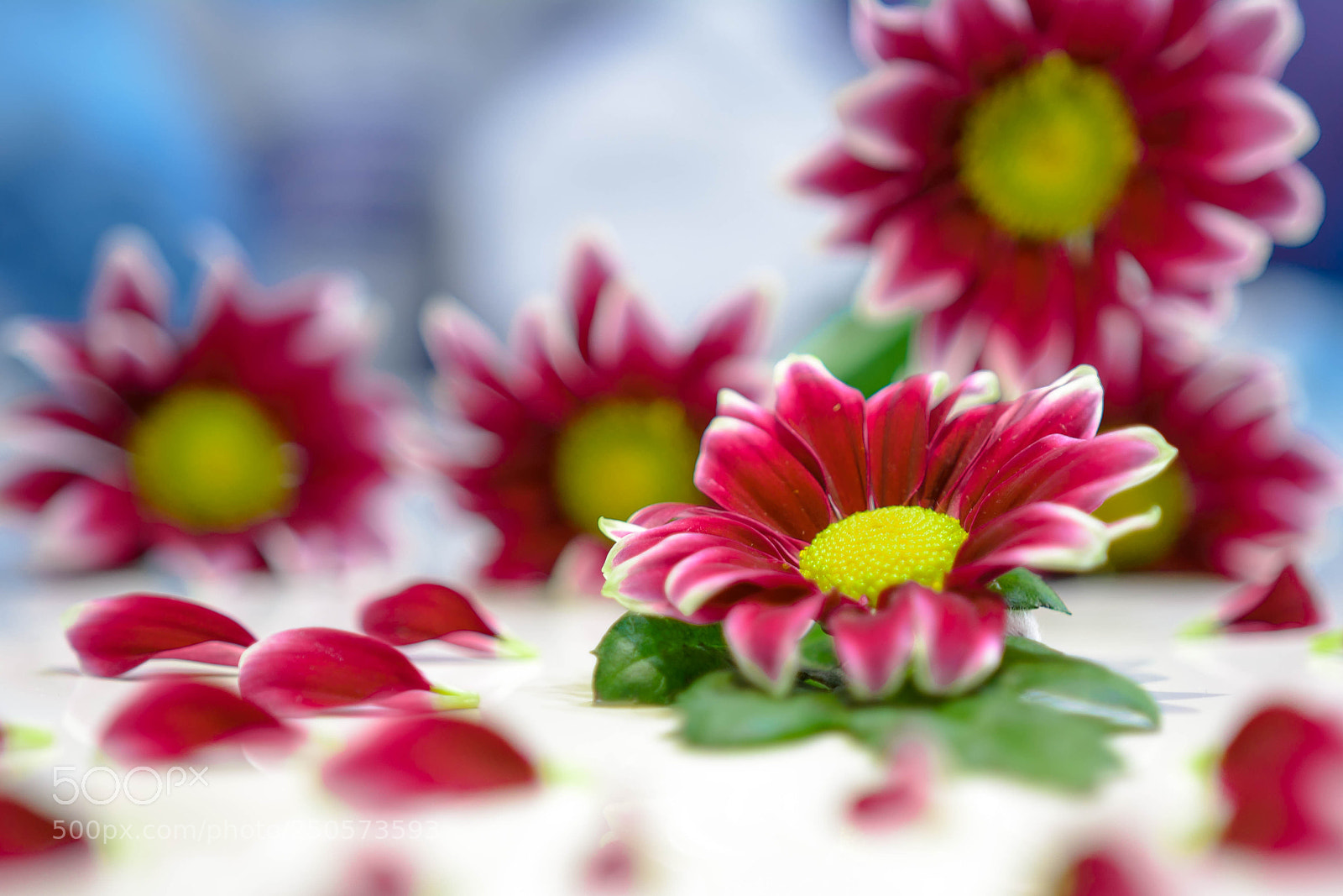 Nikon D7100 sample photo. Daisy2 photography
